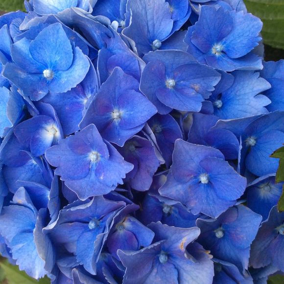 Meet your Posher, Sara - Picture 1 of 1